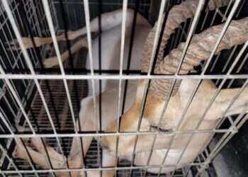 צבאים שהוחזקו בכפר פלסטיני בתת-תנאים. צילום: רשות הטבע והגנים עם מידע מודיעיני מדויק: החילוץ המפתיע מכפר פלסטיני