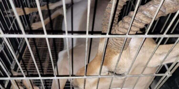 עם מידע מודיעיני מדויק: החילוץ המפתיע מכפר פלסטיני