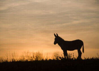 פרשת בלק: כוחות של קסמים, כישוף ונבואה קיימים בעולם