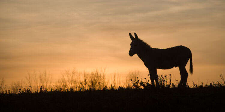 פרשת בלק: כוחות של קסמים, כישוף ונבואה קיימים בעולם