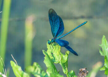 "אפוקליפסת השפיריות": נחילים של מיליוני חרקים הציפו את החוף