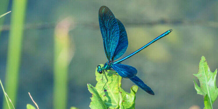 "אפוקליפסת השפיריות": נחילים של מיליוני חרקים הציפו את החוף