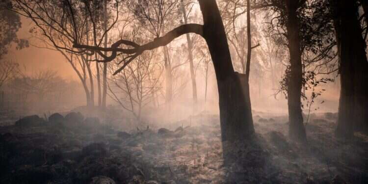 מעיין סלוקיה (קצבייה) ברמת הגולן, לאחר שרפה כתוצאה מירי חיזבאללה. צילום: שי ידאל אל פורת שרפה שריפה שרפות שריפות חיזבאללה טילים רמת הגולן לוחמי אש כבאות והצלה