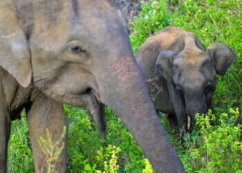 אפריקה: ממשלת נמיביה תשחט מאות זברות ועשרות היפופוטמים ופילים לטובת התושבים