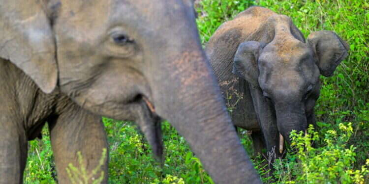 אפריקה: ממשלת נמיביה תשחט מאות זברות ועשרות היפופוטמים ופילים לטובת התושבים