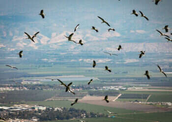 חסידות נודדות מעל בית שאן. צילום: ענת חרמוני - פלאש 90
