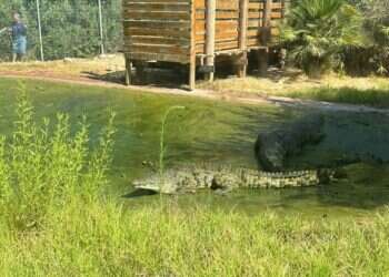 גן החיות התנ"כי: מאבטח הציל חיי עובד שהותקף בידי תנין