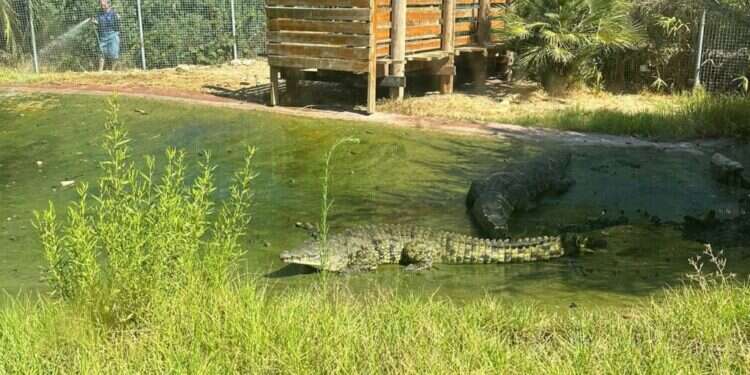בריכת התנינים בגן החיות התנ גן החיות התנ"כי: מאבטח הציל חיי עובד שהותקף בידי תנין