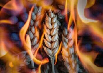 שעורים בוערות. ideogram.ai