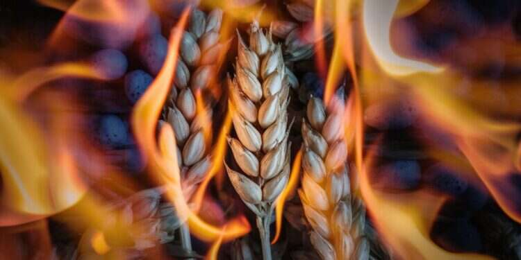 שעורים בוערות. ideogram.ai