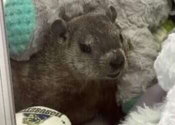 ניסתה לזכות בבובת חיה פרוותית – וכמעט שלפה מכרסם ענק