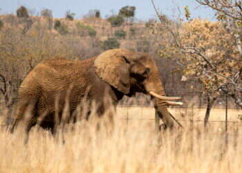 פילים, היפופוטמים וזברות: טבח חיות הבר באפריקה מתנהל כמתוכנן