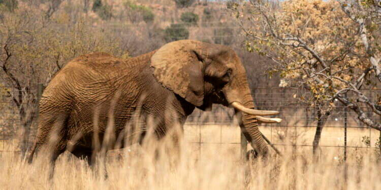 פילים, היפופוטמים וזברות: טבח חיות הבר באפריקה מתנהל כמתוכנן