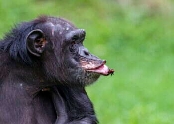 אפריקה: שימפנזה הרג תינוק – התושבים תקפו את מרכז המחקר