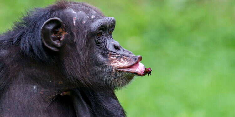 אפריקה: שימפנזה הרג תינוק – התושבים תקפו את מרכז המחקר