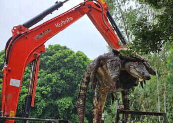 תאילנד: 125 תנינים סיאמים נשחטו – מחשש לחיי אדם