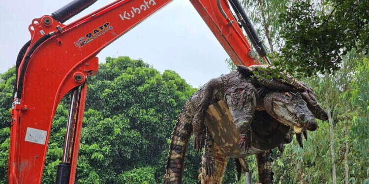 פינוי גופות התנינים בתאילנד. צילום: AFP תאילנד: 125 תנינים סיאמים נשחטו – מחשש לחיי אדם