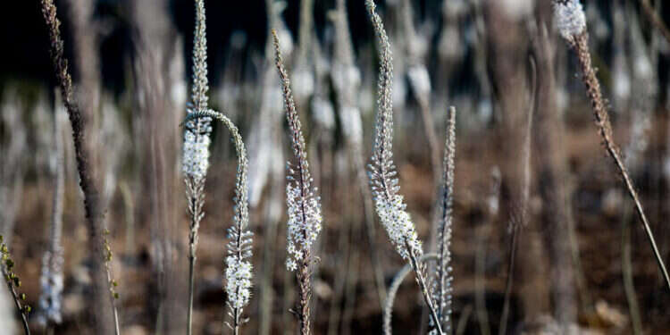 חצבים בתל יודפת. צילום: ענת חרמונוב - פלאש 90 חצבים בתל יודפת. צילום: ענת חרמונוב - פלאש 90