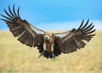 נשר בשמורת טבע בקניה. צילום: Haim Shohat/Flash90