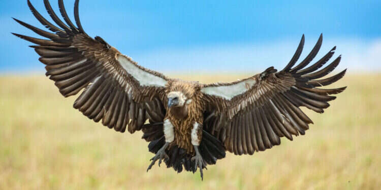 נשר בשמורת טבע בקניה. צילום: Haim Shohat/Flash90