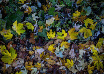 עלי שלכת. צילום: מאור קינסבורסקי - פלאש 90