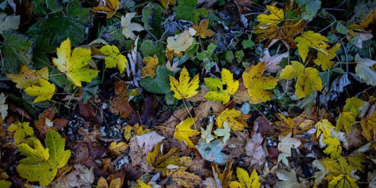 עלי שלכת. צילום: מאור קינסבורסקי - פלאש 90