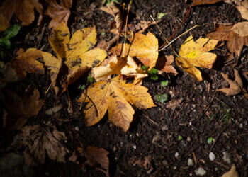 עלי שלכת. צילום: מאור קינסבורסקי - פלאש 90