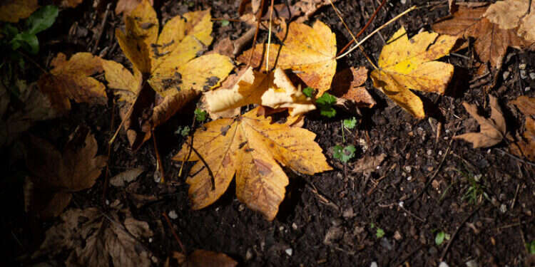 עלי שלכת. צילום: מאור קינסבורסקי - פלאש 90 עלי שלכת. צילום: מאור קינסבורסקי - פלאש 90
