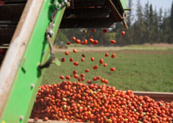 רגישות לטמפרטורות. עגבניות בעמק החולה, לפני חודש. צילום: אייל מרגולין, פלאש 90