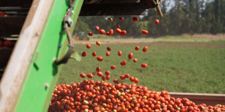 רגישות לטמפרטורות. עגבניות בעמק החולה, לפני חודש. צילום: אייל מרגולין, פלאש 90