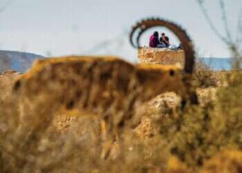 ישראל היא הבית: הצצה לתחרות הצילום השנתית של נשיונל ג'יאוגרפיק