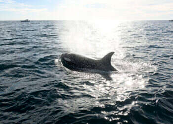 התנהגות חידתית. לווייתן קטלן (אורקה). צילום: AP התנהגות חידתית. לווייתן קטלן (אורקה). צילום: AP