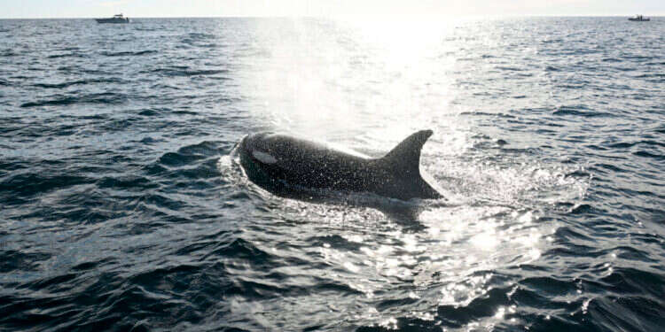 התנהגות חידתית. לווייתן קטלן (אורקה). צילום: AP