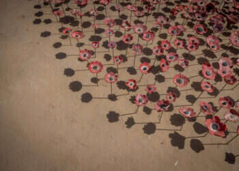 מיצג הכלניות ביער רעים. צילום: חיים גולדברג - פלאש 90