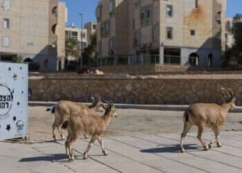 חוץ לארץ במרחק אוטובוס חוץ לארץ במרחק אוטובוס". יעלים ברחובות מצפה־רמון. צילום: לירון מולדובן
