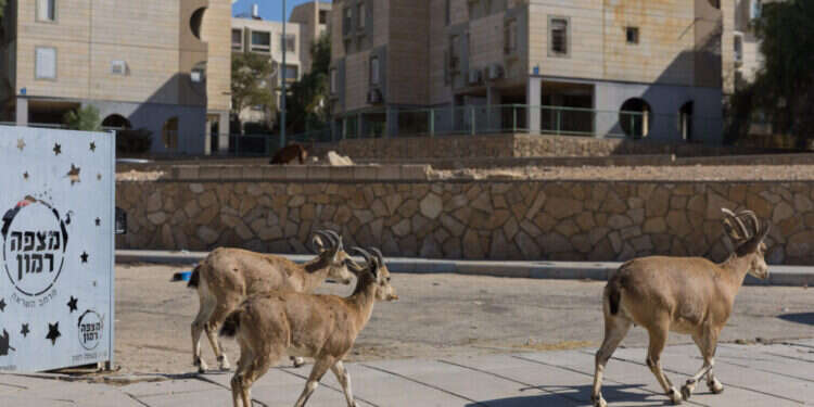 חוץ לארץ במרחק אוטובוס חוץ לארץ במרחק אוטובוס". יעלים ברחובות מצפה־רמון. צילום: לירון מולדובן