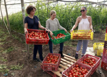 מתנדבים בחקלאות, נובמבר 2023. צילום: יוסי זמיר, פלאש 90