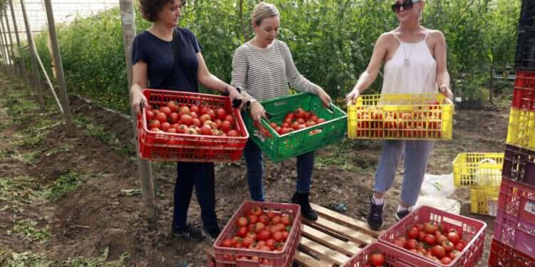 מתנדבים בחקלאות, נובמבר 2023. צילום: יוסי זמיר, פלאש 90 מתנדבים בחקלאות, נובמבר 2023. צילום: יוסי זמיר, פלאש 90