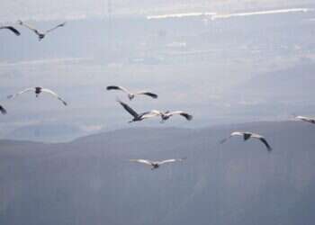עונת הנדידה בשיאה: המוני עגורים נצפו בערבה התיכונה | תיעוד
