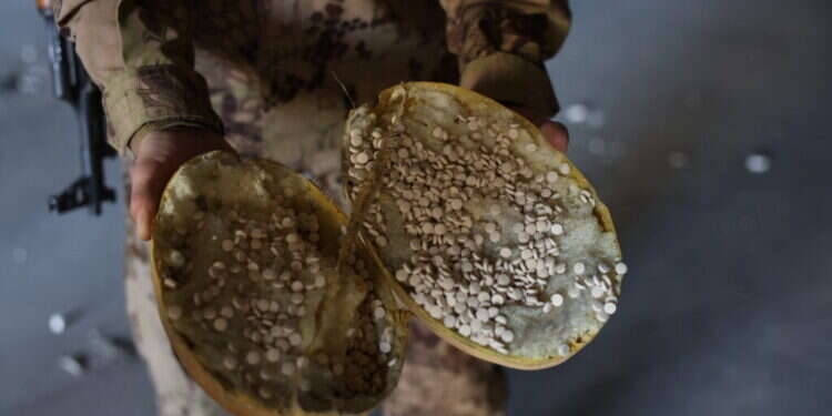 טבליות של סם הקפטגון שהוחבאו בתוך פירות מזויפים, במפעל לייצור הסם מזרחית לדמשק. צילום: EPA נפילתו של אסד עצרה את "מפעל הקפטגון הגדול בעולם"