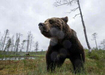 אחרי שבילה יומיים בסופר: דוב נלכד ביפן