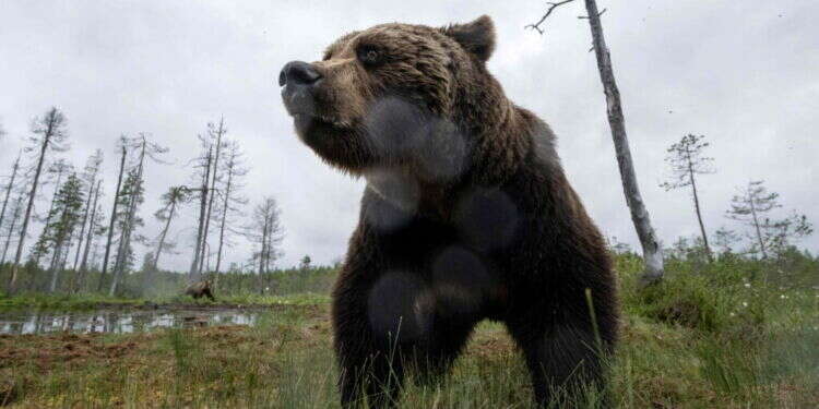 דוב חום. צילום: Olivier MORIN / AFP) אחרי שבילה יומיים בסופר: דוב נלכד ביפן