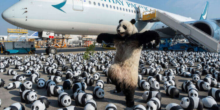 קמע פנדה אנושי באמצע ים של אלפי פסלי פנדה בשדה התעופה בהונג קונג. צילום: AP Photo/Chan Long Hei קונג פו פנדה, הסיפור האמיתי: הנשק הסודי של הונג קונג לחיזוק התיירות