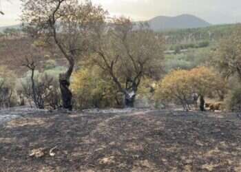 צליל ראשון של תקווה מתגנב לאזור. צילום: גטי אימג'ס