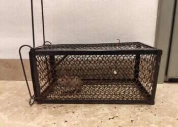 "היישוב שלנו הפך לגן חיות": תושבי הצפון חזרו הביתה וגילו בתים הרוסים