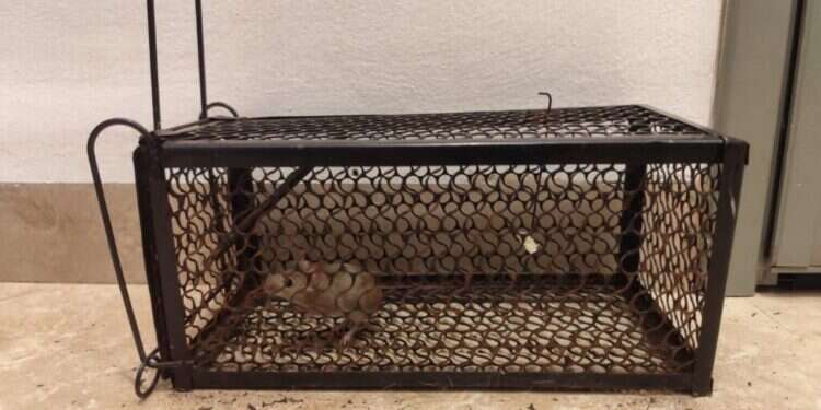 "היישוב שלנו הפך לגן חיות": תושבי הצפון חזרו הביתה וגילו בתים הרוסים