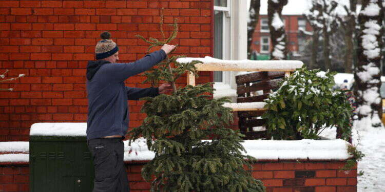 אשוח. צילום: EPA הרשויות בבלגיה מזהירות: אל תאכלו את עץ האשוח שלכם