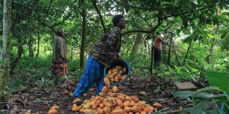 צילום: איי.אף.פי