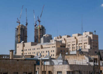 "כמעט בלתי נמנע": כך נשחטו שלוש הפרות הקדושות של ירושלים