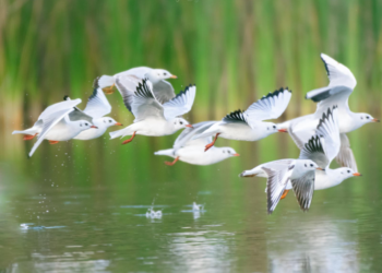 לקראת ספירת הציפורים הגדולה: המדריך המלא לעופות נחל הירקון